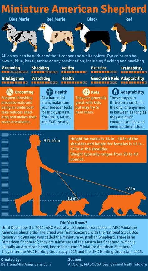 Australian Shepherd Height Chart Top Dog Information