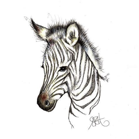 Zebra Sketch Drawing By Sally Huntington