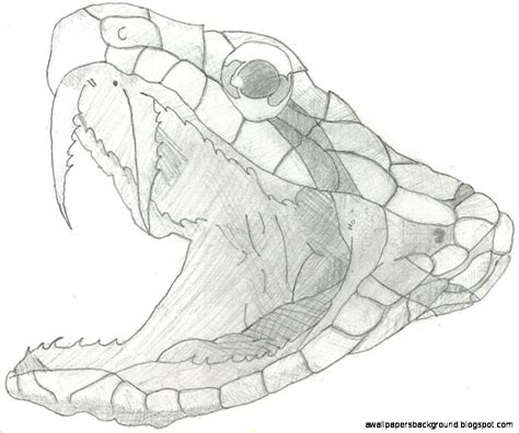 Snake Head Drawing At Getdrawings Free Download