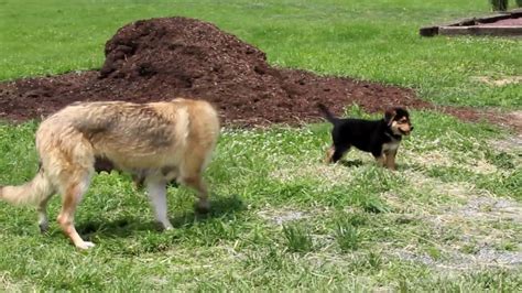 The german shepherd is a relatively new breed of dog, with its origin dating to 1899. German Shepherd Mix Puppies For Sale - YouTube