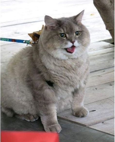 A Heckin Chonker Rchonkers