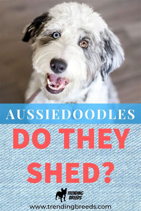 Husky puppies don't really shed that much. Do Aussiedoodles Shed? Do They Blow Their Puppy Coat? | Puppy coats