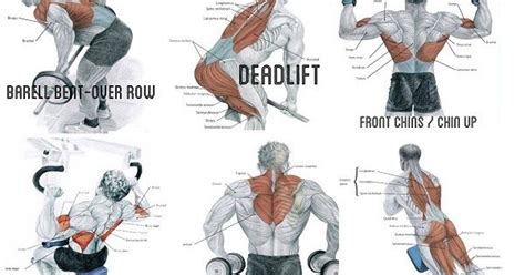 Simple Muscle Chart Back Muscles Chart Description Muscular Body