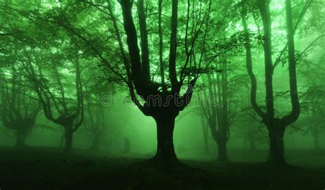 415642 Dark Forest Stock Photos Free And Royalty Free Stock Photos