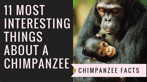 Interesting Chimpanzee Facts 11 Things That You Probably Dont Know