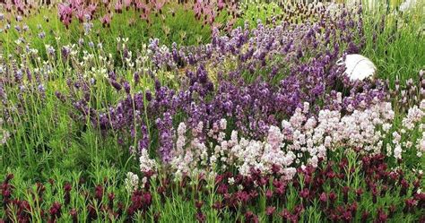 De Fem Råden För Att Lyckas Med Lavendel Allas