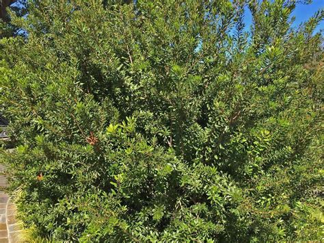 Southern wax myrtle is an evergreen large shrub to small tree native to moist location in the united states, new jersey to southern florida and west to wax myrtle may also be pruned into hedges or small trees. Plants for Dallas - Your Source for the Best Landscape ...