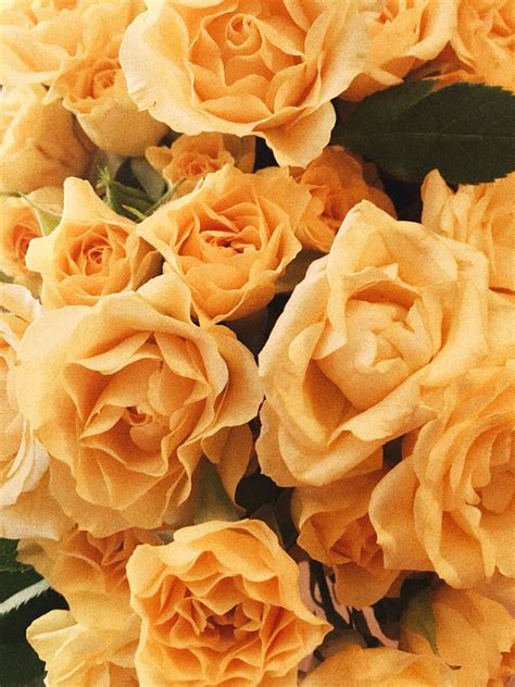 26 Aesthetic Yellow Rose Caca Doresde