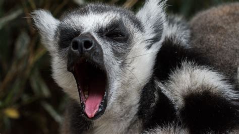Download Wallpaper 1920x1080 Lemur Yawn Funny Muzzle Full Hd Hdtv