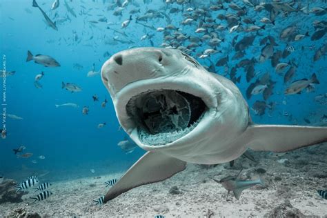Underwater Water Sea Fish Shark Shoal Of Fish Fangs Wallpapers Hd