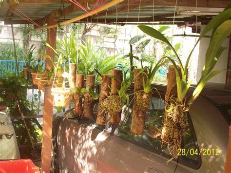 Saya tidak pasti bagaimana ia diambil di dalam hutan, cuma apa yang saya lihat orkid jenis ini. Mari Kita Bercucuk Tanam: Orkid Ku