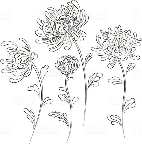 Chrysanthemum Flower Drawing Chrysanthemum Drawing Chrysanthemum Tattoo