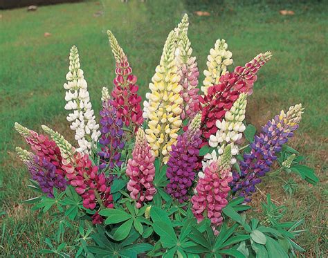 Lupin Russel Mixed Lupin Premier Seeds Direct Ltd