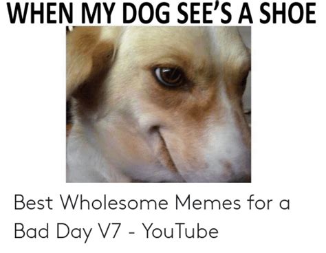 25 Dog Memes Bad Day Factory Memes