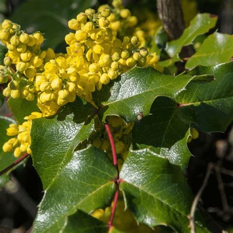 Oregon Grape Holly Mahonia Aquifolium Oregon Grape Grape Plant Grapes