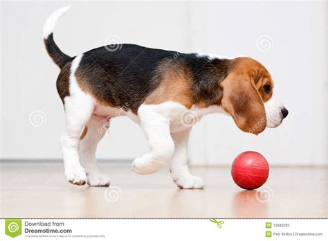 Husky puppy playing with baseball ball funny animals color picture. Dog playing with ball stock image. Image of horizontal ...