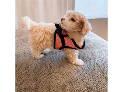 Socialization also teaches puppies what's safe, normal and acceptable. Fluffy Adorable golden Maltese puppy Available in ...