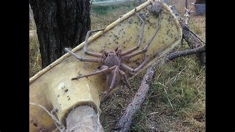Terrifying Photo Of Giant Spider Nicknamed Charlotte Goes Viral
