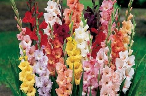 January 10, 2019 0 comment. Gambar Bunga Gladiol - Gambar Ngetrend dan VIRAL