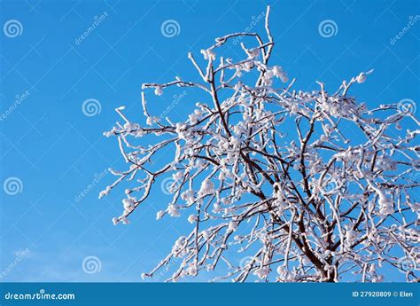 Frosty Tree And Blue Sky Stock Image Image Of Landscape 27920809