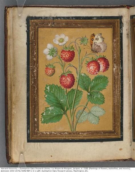 See more ideas about textures patterns, prints, print patterns. 16th century book of floral illustrations, from Dunbarton ...
