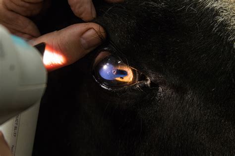 The Eye Examination Equine Eye Clinic