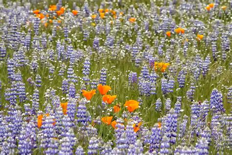 When And Where To See The California Super Blooms California