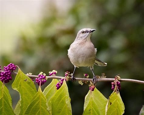 Mockingbird With Beauty Berry Birds And Blooms