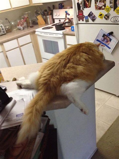 25 Hilarious Cats Who Sleep In The Craziest Positions And Places Cat