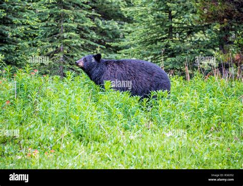North American Black Bears Hi Res Stock Photography And Images Alamy
