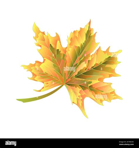 Colored Autumnal Leaf Maple On A White Background Vector Illustration
