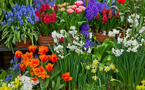 We did not find results for: The 8 best spring-flowering bulbs to plant in autumn