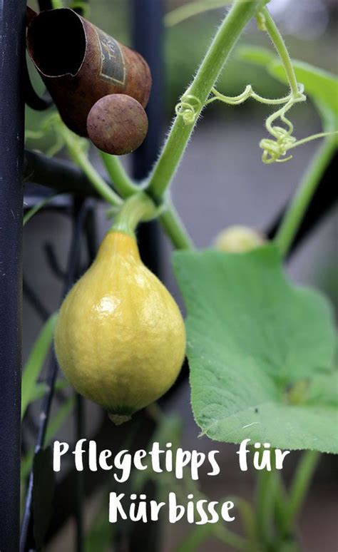 Wann kann ich die kürbisse ernten? Kürbis pflegen und ernten - Meine Tipps für die Ernte ...