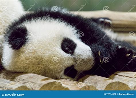 Sleepy Panda Baby Stock Photo Image Of Toronto Species 72614160