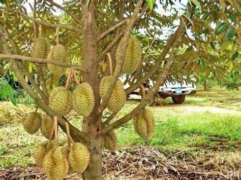 Pemupukan pertama dilakukan saat tanaman berumur 3 bulan, pupuk. Berita TV Malaysia: Anak POKOK durian monthong boleh tanam ...