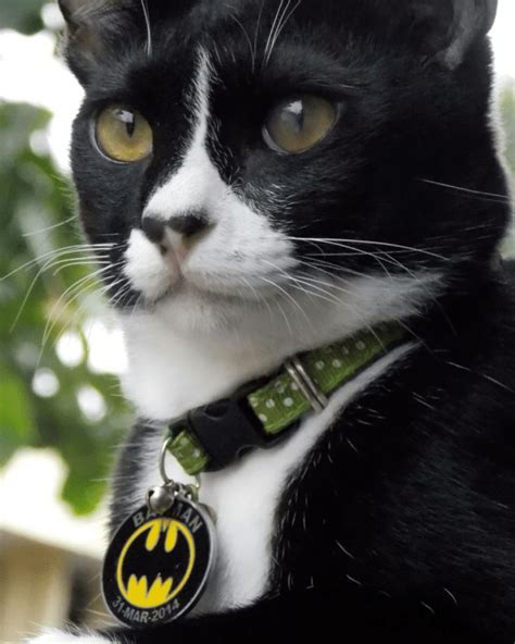 Batman Superhero Cat Is The Caped Feline Crusader We All Needed