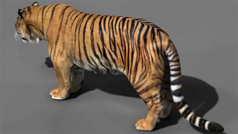 Tiger 3d Model Animated Rigged Cgtrader