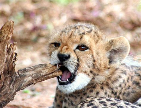 Baby Cheetah Chomp Aww