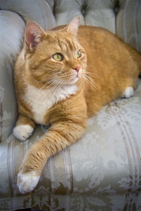 Facts On Orange Tabby Cats Cuteness