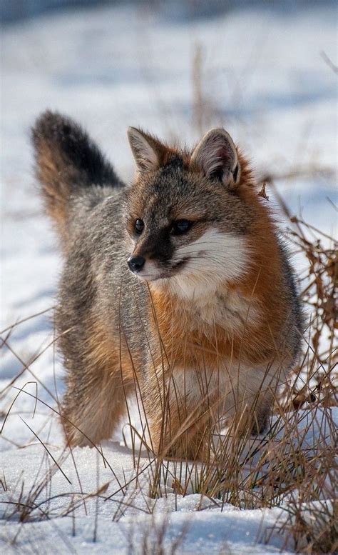 Grey Fox Urocyon Cinereoargenteus North America In 2020 Fox Animal