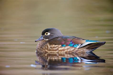 Wood Duck Female By Brian Didrikson 500px In 2020 Wood Ducks