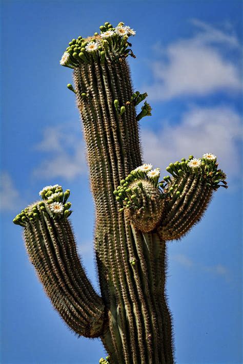 Saguaro Blooms Skyward Photograph By Saija Lehtonen