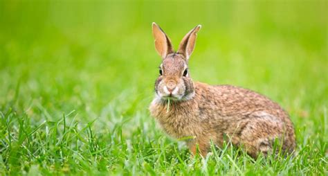10 Fotos Adorables De Conejos National Geographic En Español