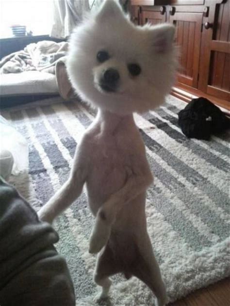 23 Weird Dog Hairdos That Will Make You Laugh Or Cringe