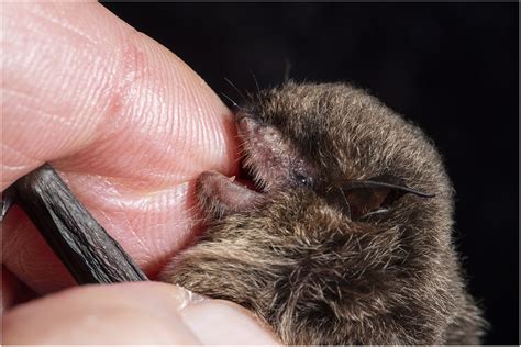 Bat Bites And Rabies The Canadian Scene