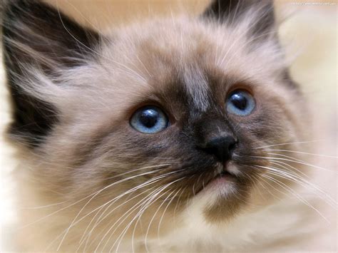 Small Beautiful Siamese Cat Close Ups Wallpapers And Images