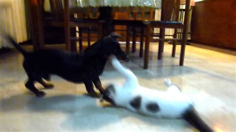 Cat And Dog Wrestling Time Youtube