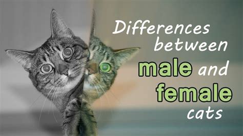 The Differences Between Male And Female Cats Catological