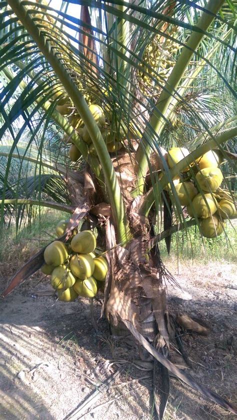 A sdn bhd company is a private limited company which cannot make its shares available to the general public. Fresh Coconut Supplier Kuala Lumpur Malaysia - T&L Coconut ...