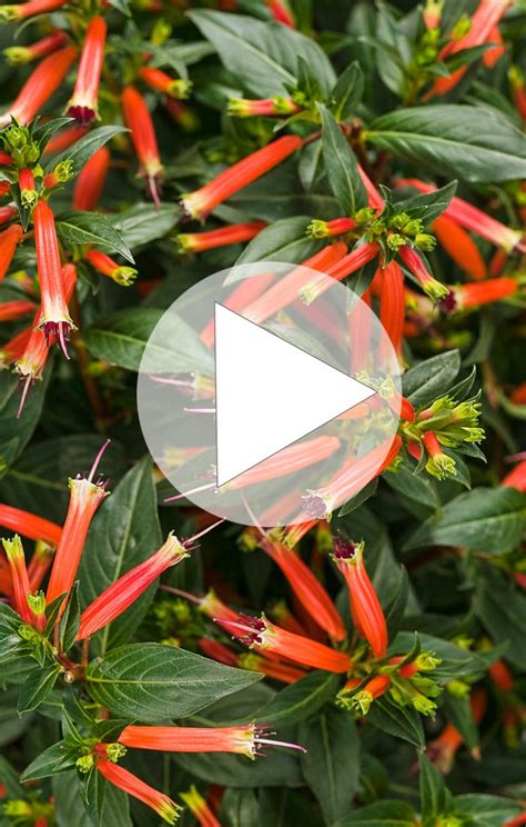 Check spelling or type a new query. Vermillionaire is a hummingbird magnet! It is extremely ...